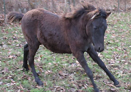 Black Caspian stallion