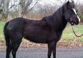 Seal brown bay Caspian horse mare