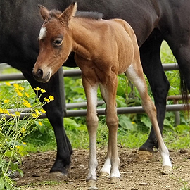 Bay caspian filly