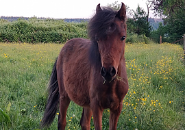 bay Caspian horse mare