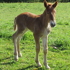 red suffolk filly