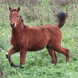 Bay caspian filly