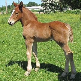 red suffolk filly