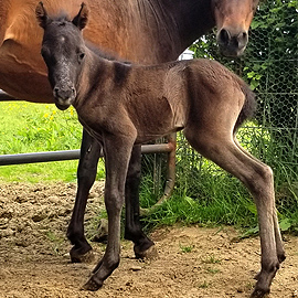 black caspian colt