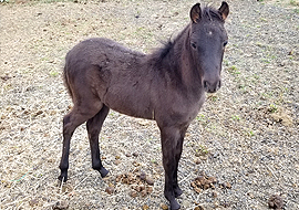 Black Caspian horse colt