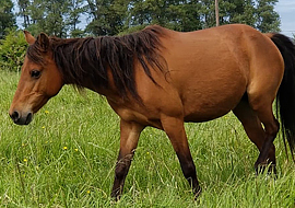 Bay Caspian horse mare