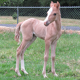 red dun caspian colt