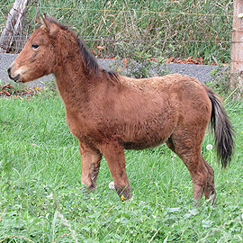 Bay Caspian caspian colt