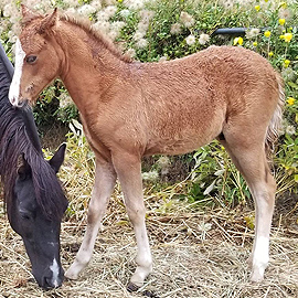 Copper sorrel Caspian colt