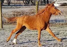 Chestnut Caspian horse stallion