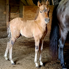 Bay caspian filly