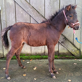 Bay caspian colt