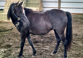 Black Caspian horse mare