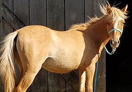 Red dun Caspian horse mare