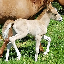 Red dun caspian filly