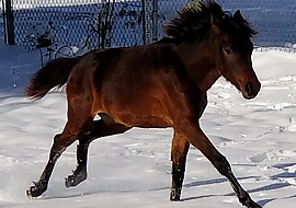 Bay Caspian horse filly