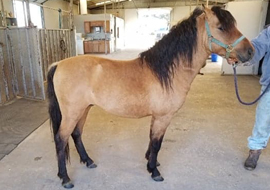 Bay dun Caspian horse stallion