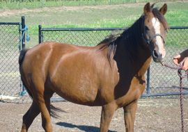Chestnut Caspian horse mare