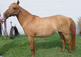 Red dun caspian horse mare