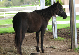 Black Caspian horse mare