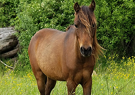 Bay Caspian horse mare