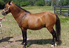 Bay Caspian horse stallion