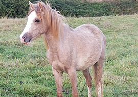 Grey Caspian horse filly