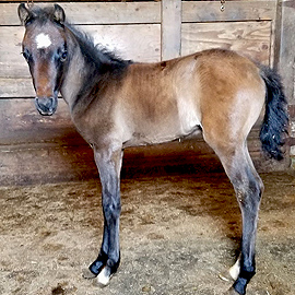 Bay going gray caspian colt