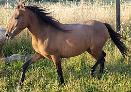 Bay Caspian horse mare