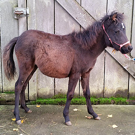 Seal brown bay Caspian filly