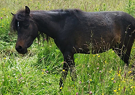 Seal brown bay Caspian horse mare