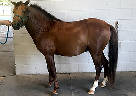 Chestnut Caspian horse stallion