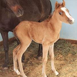 Bay dun caspian filly