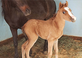 Bay Dun Caspian horse filly