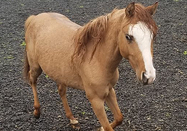 Red dun Caspian horse stallion