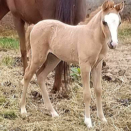 Red dun Caspian colt